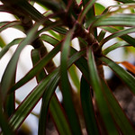5/365: I have had this plant for about 18 months now and I'm amazed I haven't killed it yet.