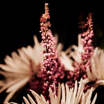18/365: These flowers came in the mail yesterday from the one and only Jason :). The card said just for you being you. Apparently he loves the clumsy girl I am :)