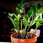 22/365: Overdeveloped in photoshop because the background was so horrible. This is the unkillable plant we got a year and a half ago. Literally the guy that sold it to us said,"You have to w ...