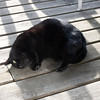 leahc > Dagny photo