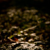 leahc > PhotoBlog photo